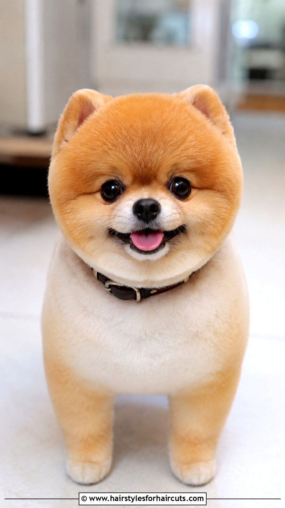 Pomeranian Arc Cut - 25 haircuts for pomeranians - 25 haircuts for pomeranians