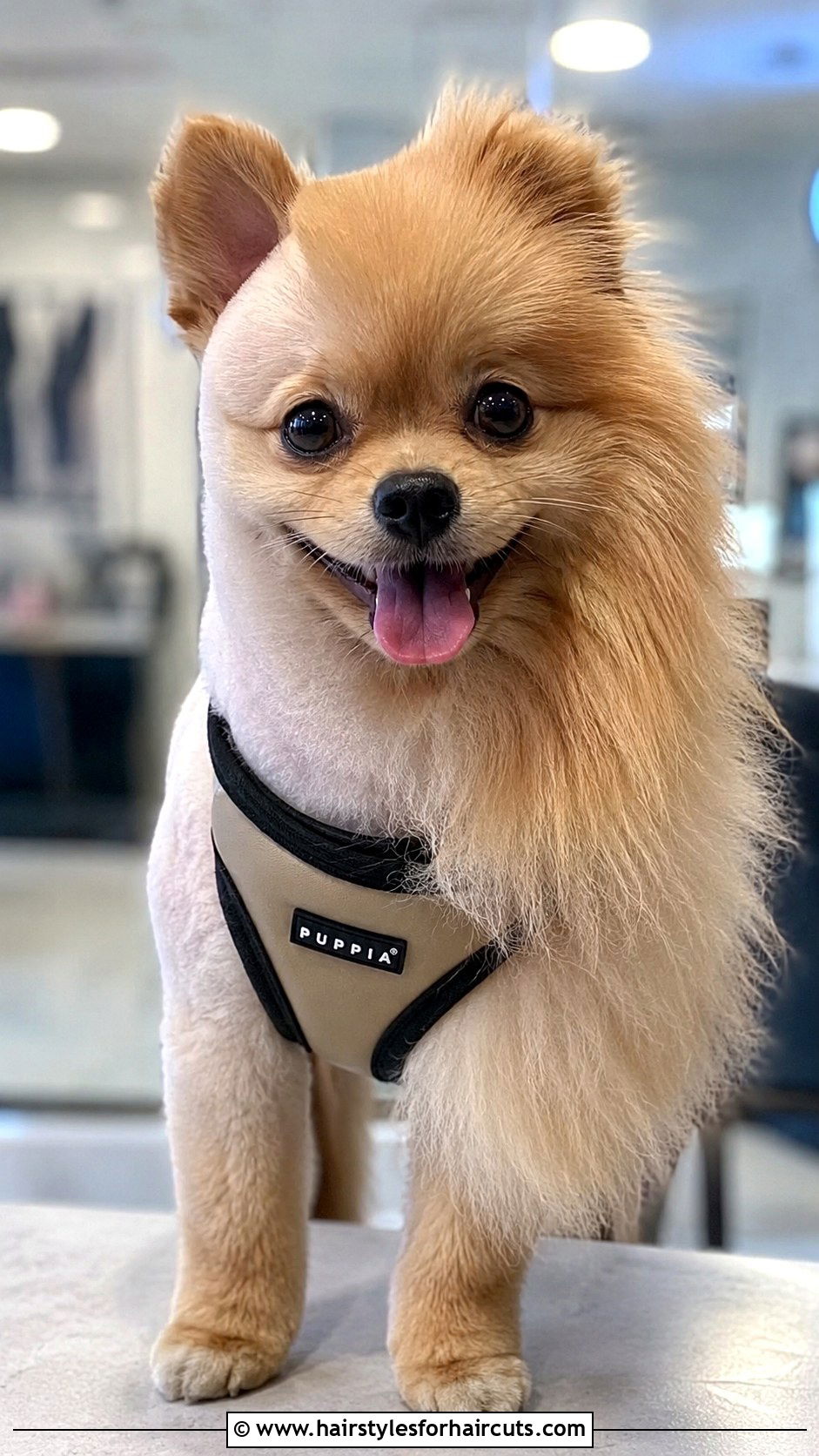 Pomeranian Asymmetrical Cut - 25 haircuts for pomeranians - 25 haircuts for pomeranians