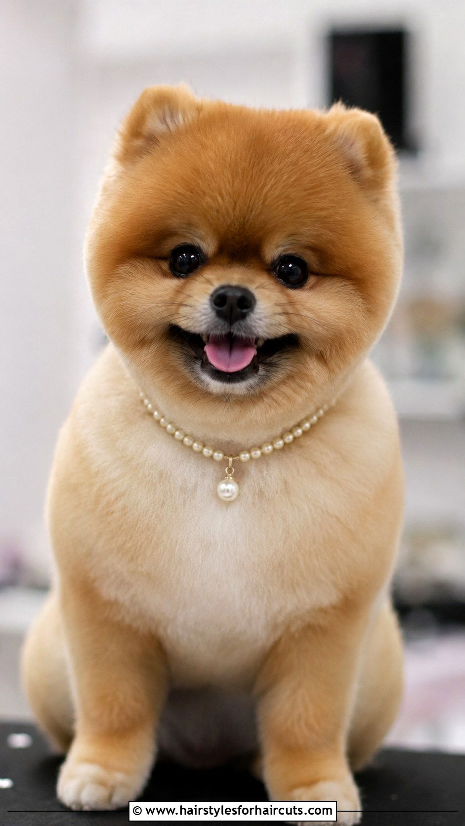 Pomeranian Bob Cut - 25 haircuts for pomeranians - 25 haircuts for pomeranians