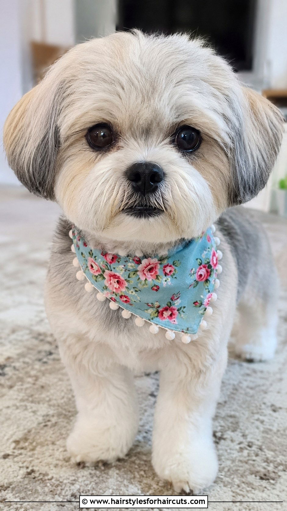 Shih Poo Buzz Cut - 25 short hair shih poo haircuts - 25 short hair shih poo haircuts