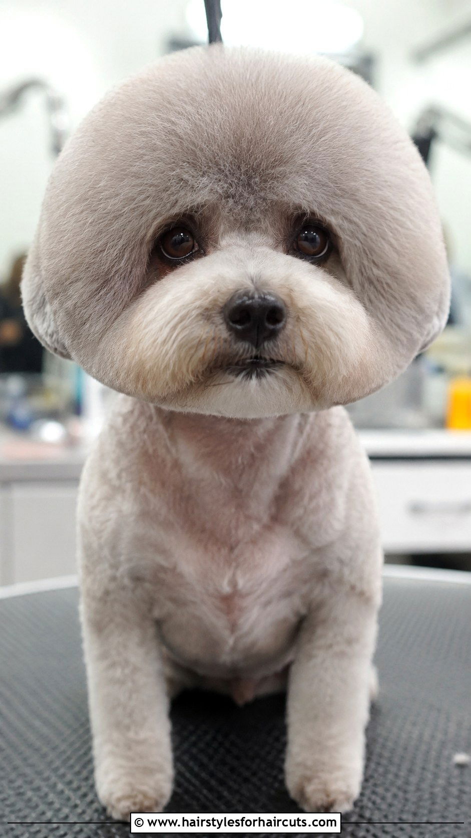 Shih Poo Retro Moon Cut - 25 short hair shih poo haircuts - 25 short hair shih poo haircuts
