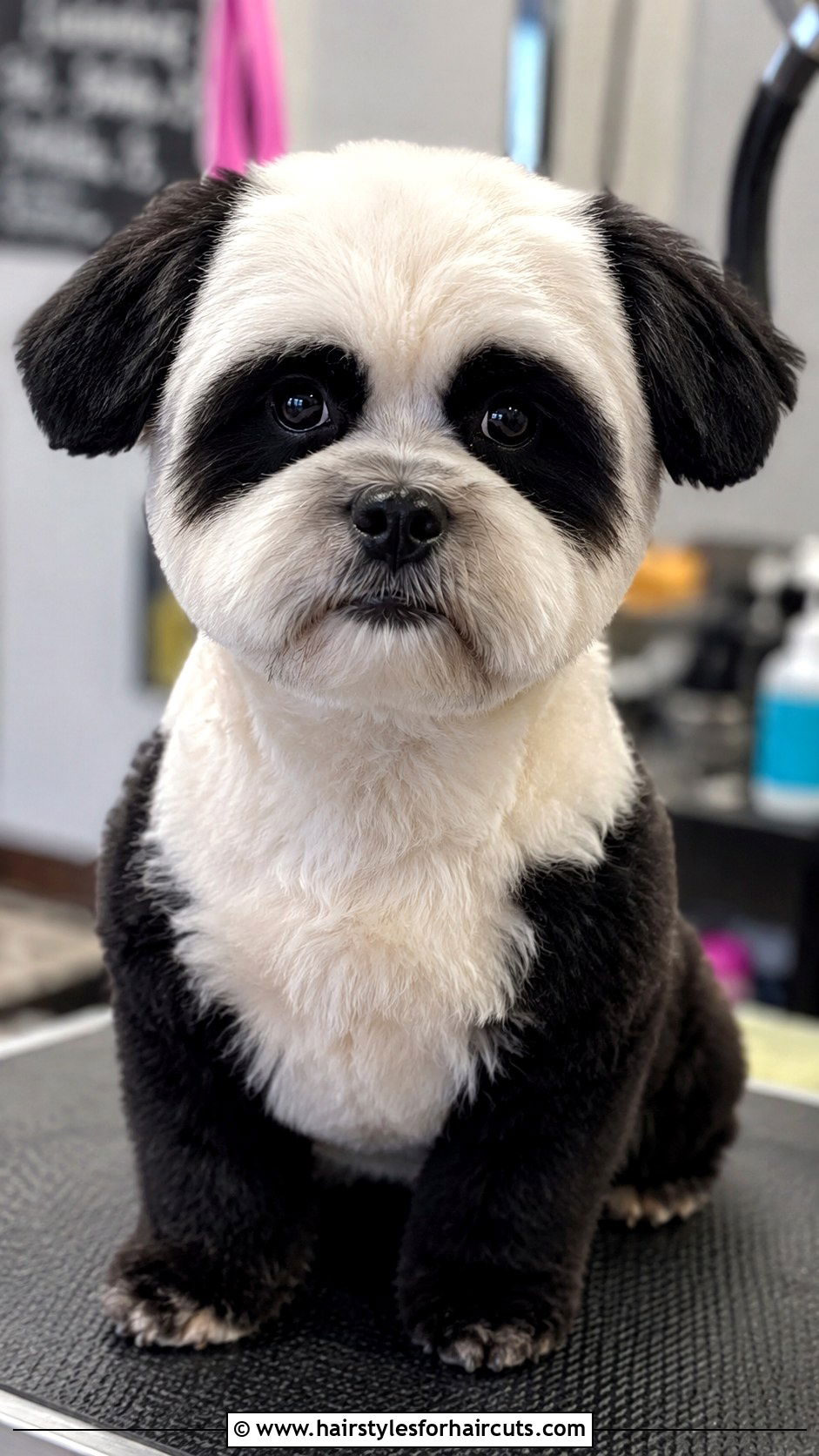 Shih Poo With Short Ears And Rounded Top - 25 short hair shih poo haircuts - 25 short hair shih poo haircuts