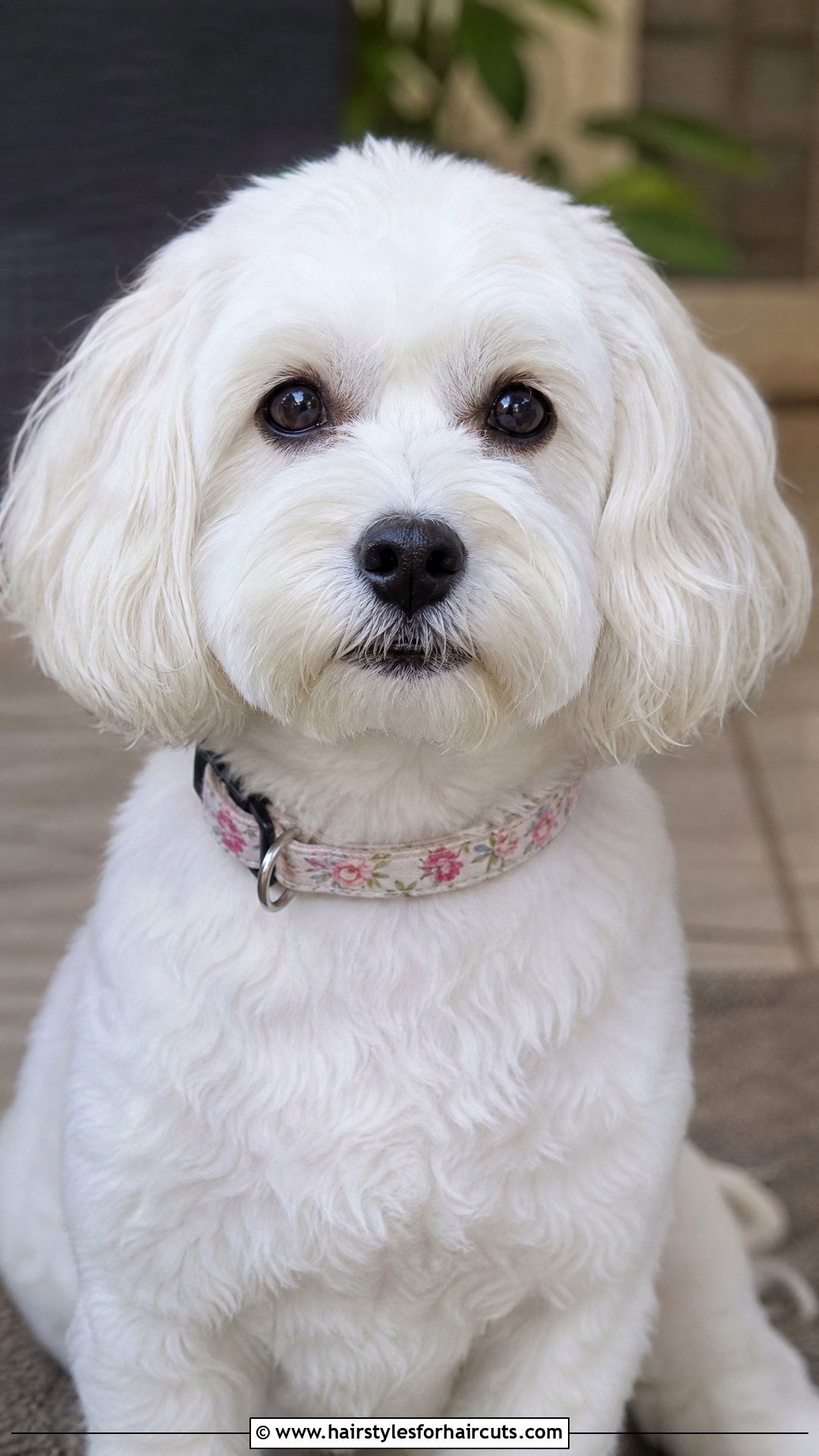 Short Coton De Tulear Cocker Trim - 25 short hair coton de tulear haircuts - 25 short hair coton de tulear haircuts